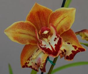 Cymbidium Brian Riordan