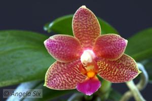 Phalaenopsis Zheng Min Buffalo