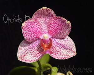 Phalaenopsis Zheng Min Ostrich