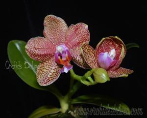 Phalaenopsis Zheng Min Ostrich