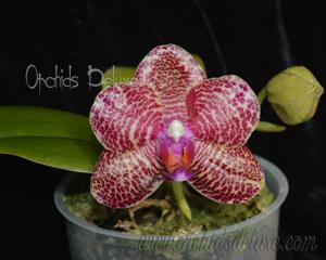 Phalaenopsis Zheng Min Ostrich