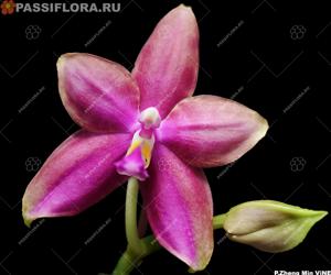 Phalaenopsis Zheng Min Vine