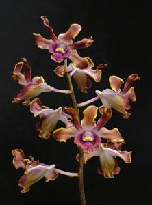 Dendrobium Jumbo Alas