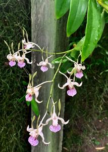 Dendrobium Jumbo Bunny