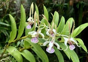 Dendrobium Jumbo Bunny