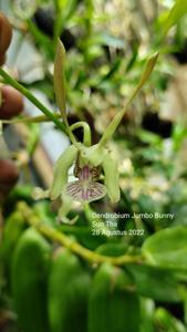 Dendrobium Jumbo Bunny