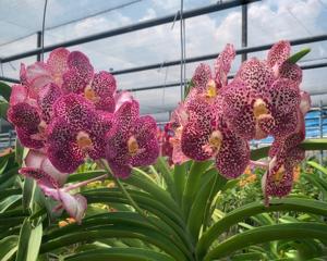 Vanda Juanita Co