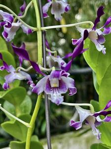 Dendrobium Dr and Mrs Hew Choy Sin