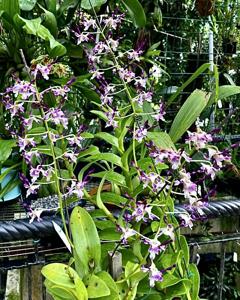 Dendrobium Dr and Mrs Hew Choy Sin