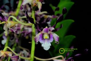 Dendrobium Dr and Mrs Hew Choy Sin