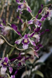 Dendrobium Dr and Mrs Hew Choy Sin