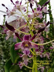 Dendrobium Dr and Mrs Hew Choy Sin