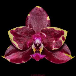 Phalaenopsis Yaphon Black Rose