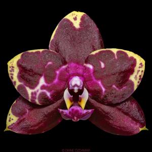 Phalaenopsis Yaphon Black Rose