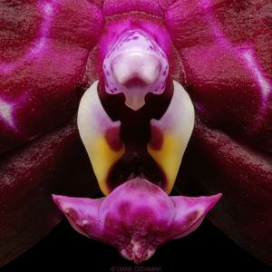 Phalaenopsis Yaphon Black Rose