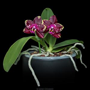 Phalaenopsis Yaphon Black Rose