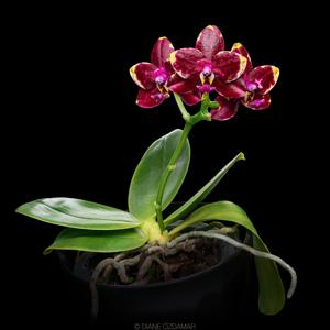 Phalaenopsis Yaphon Black Rose