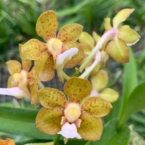 Vanda Henry Oakeley