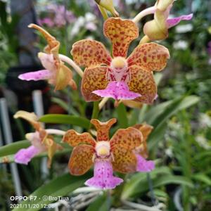 Vanda Henry Oakeley