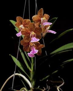 Vanda Henry Oakeley