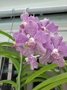 Vanda Paula Zabik