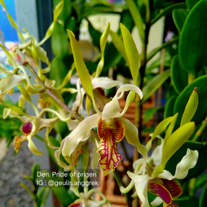 Dendrobium Pride of Prigen