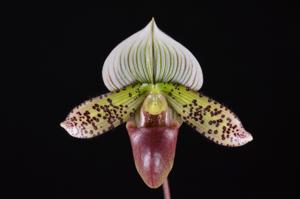 Paphiopedilum Oriental Aura