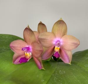 Phalaenopsis Matthew Chen