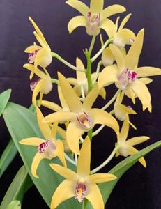 Dendrobium Dingadee Gold