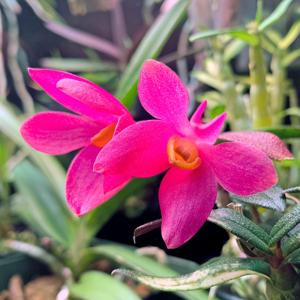 Dendrobium Mtn's Butterfly Kisses