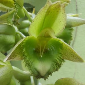 Catasetum Eusimar Filho
