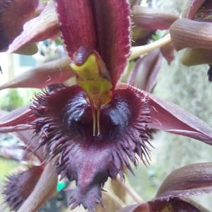 Catasetum Eusimar Filho