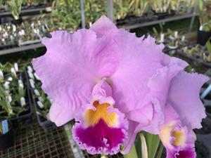 Cattleya Stephen Jewel