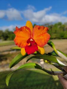 Cattlianthe Smiley Sunset