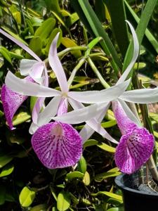 Brassocattleya YU Toung Star