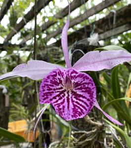 Brassocattleya YU Toung Star