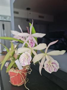 Brassocattleya YU Toung Star