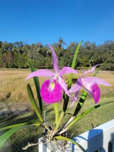 Brassocattleya YU Toung Star