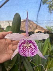 Brassocattleya YU Toung Star