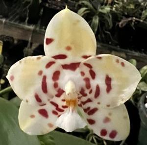 Phalaenopsis Yaphon Love Song