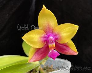 Phalaenopsis Yaphon Yellow Queen