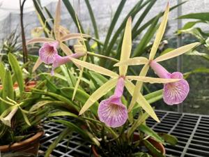 Brassocattleya Chariya