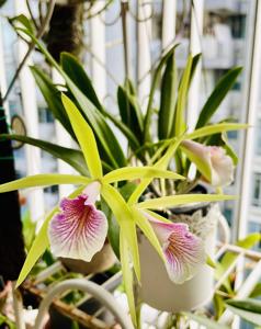 Brassocattleya Chariya