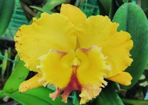 <i>Rhyncholaeliocattleya</i> Chao Praya Delight