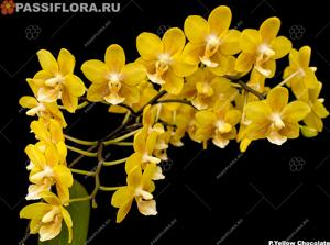 Phalaenopsis Yellow Chocolate