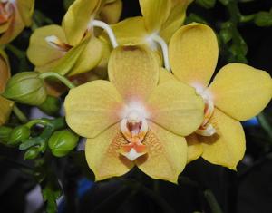 Phalaenopsis Yellow Chocolate