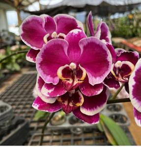 Phalaenopsis I-Hsin Super Star