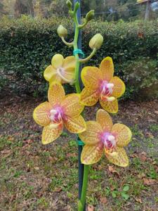 Phalaenopsis I-Hsin Twilight Angel