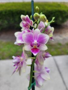 Phalaenopsis I-Hsin Berry Cutie