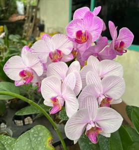 Phalaenopsis I-Hsin Charming Cherry